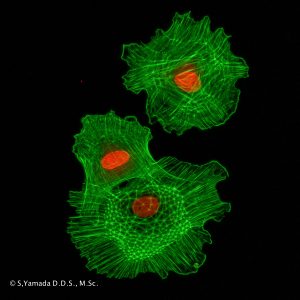 骨髄幹細胞の分裂