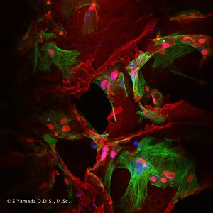 生体材料と幹細胞